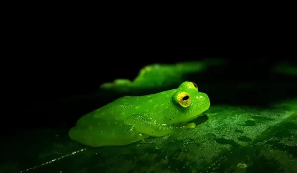 green frog
