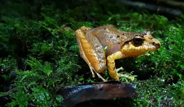 frog