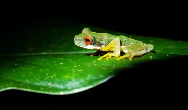 frog with red eyes