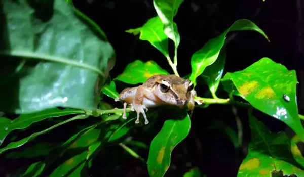 frog
