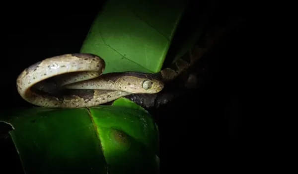 snake