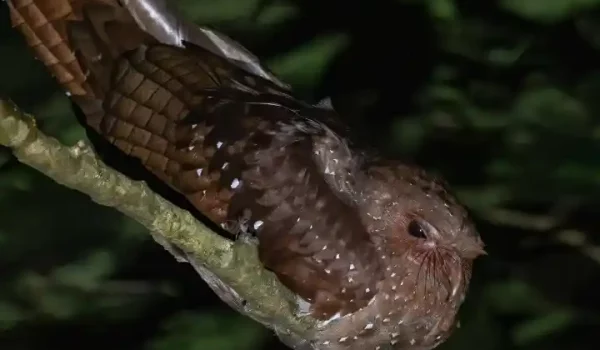Oil-Bird-spotted-at-El-Refugio-Night-Walk-1