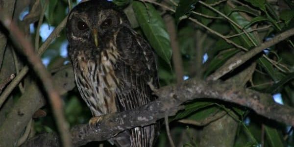 Owl-at-Night-Tour-Don-Rodolfo-r5k3ub55fqoz441c9phvatkr0nl8ngbhwpcilfmx0s