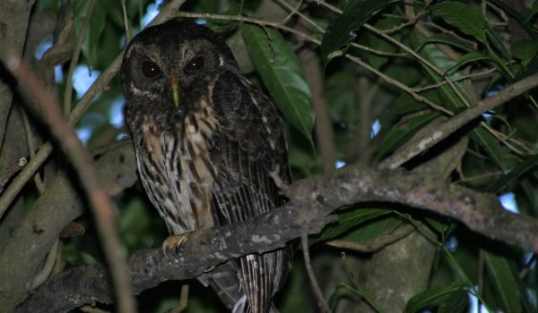 an owl perched on a tree branch
