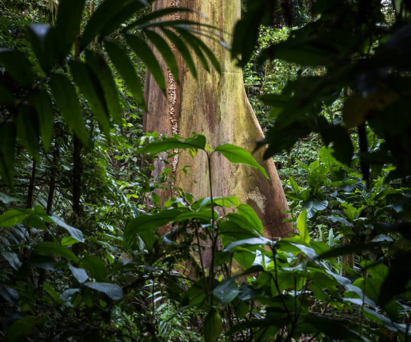 Rainforest La Fortuna