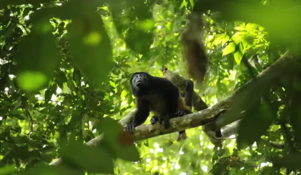 Safari-Float-Boat-1 (1)