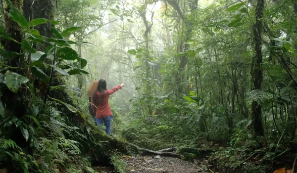 Tourists walking through lush trails in the Santa Elena Cloud Forest Reserve surrounded by mist and tropical vegetation