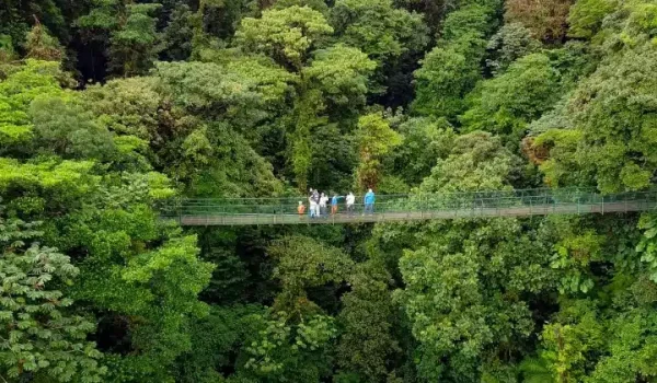 A tourist group at Selvatura Hanging Bridges