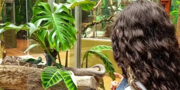 Selvatura-Reptile-Exhibit