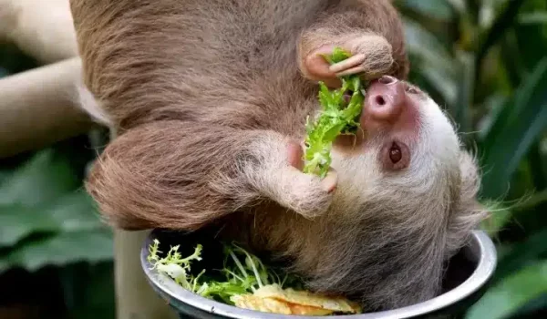 A sloth eating a plant at Selvatura's Sloth Sanctuary Tour.