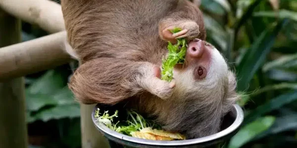 Selvatura-Sloth-Sanctuary