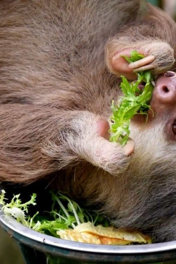 Selvatura-Sloth-Sanctuary