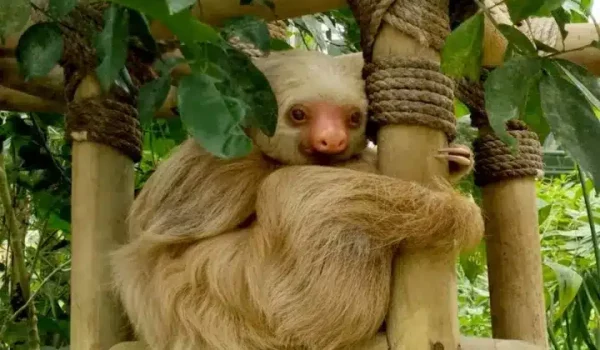 a close up of an animal