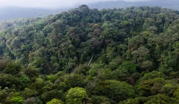 a close up of a lush green forest