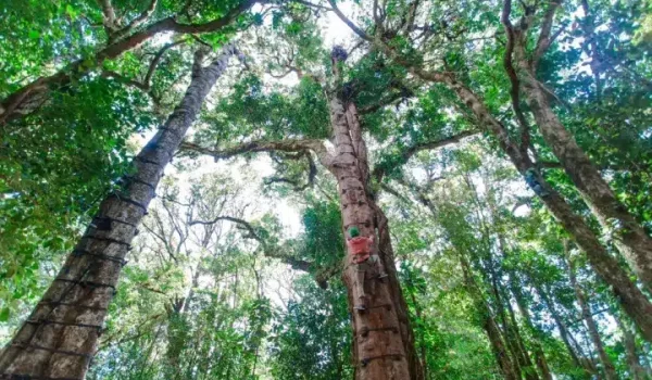 a large tree in a forest