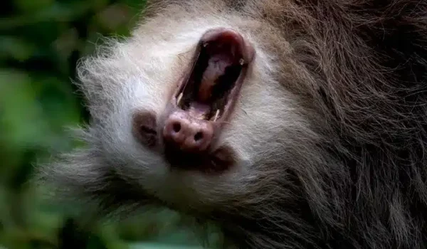 a close up of an animal