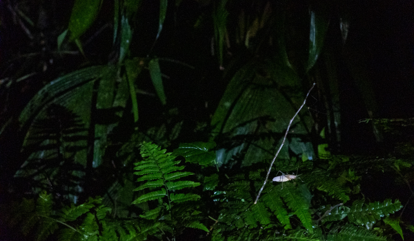 Tortuguero Night Tour 2