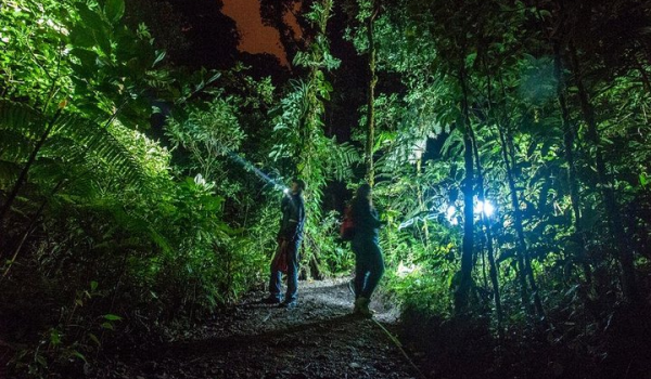 Tortuguero Night Tour