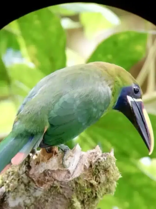 Toucanet-at-Monteverde-Bird-Watching-Tour