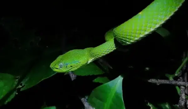 a close up of a snake