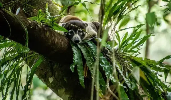 animal on the branch of a tree at El Tigre Waterfalls in Monteverde Costa Rica